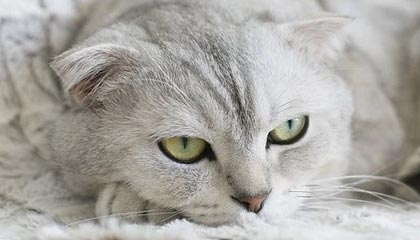 保山最新公积金卡提取现金方法app方法分析(最方便真实的保山公积金卡怎样从手机里取出来?方法)